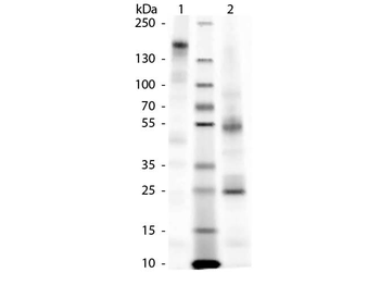 Guinea Pig IgG Antibody