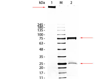 Guinea Pig IgM Antibody