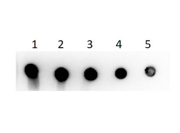 Guinea Pig IgG F(c) Biotin Antibody
