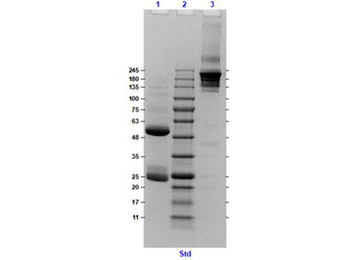 Hamster IgG Antibody