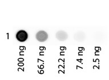 Human Albumin protein (TRITC)