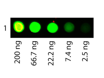 Human Albumin protein (TRITC)