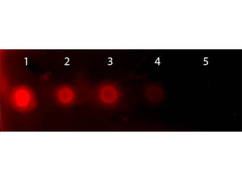 Human Transferrin protein (TRITC)
