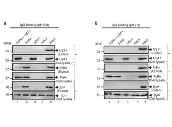 Human IgG Agarose Antibody