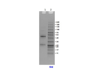 Human IgG Antibody