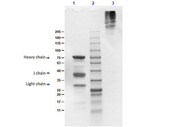 Human IgM (myeloma) Fc5u Antibody