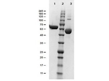 Human Albumin protein