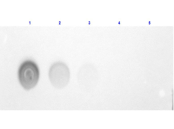 Human Albumin protein (FITC)