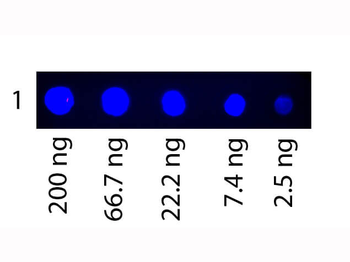 Human Transferrin protein (FITC)