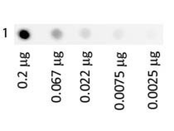 Human Transferrin protein (FITC)