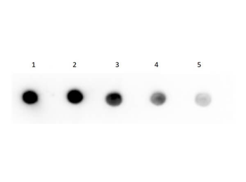 Human IgG F(c) Biotin Antibody