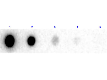 Human IgG F(ab')2 Biotin Antibody
