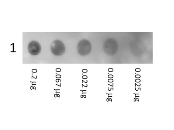 Human Albumin Conjugated protein (Biotin)