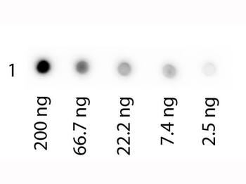 Human Transferrin protein (Biotin)