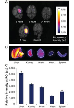 Human Transferrin protein (Biotin)