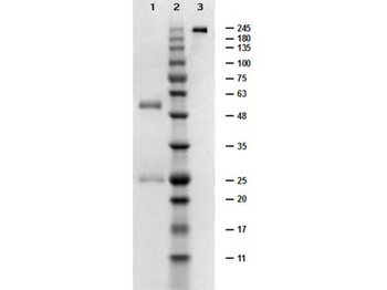 Low Endotoxin Control Mouse IgG Antibody