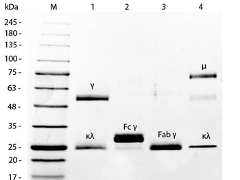 Mouse IgG Agarose Antibody