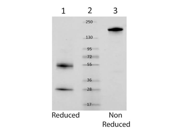 Mouse IgG Antibody