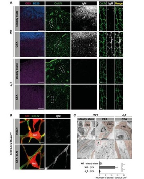 Mouse IgM Antibody