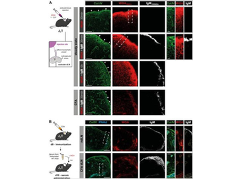 Mouse IgM Antibody