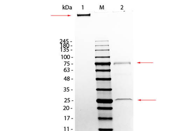Mouse IgM Antibody