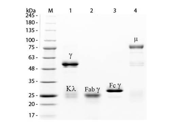 Rabbit IgG Agarose Antibody