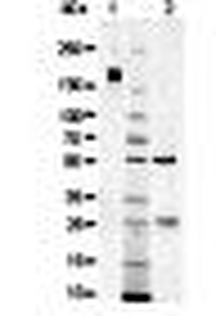 Sheep IgG Antibody