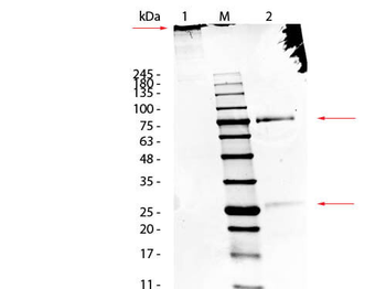 Sheep IgM Antibody