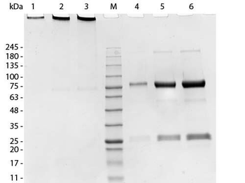 Swine IgM Antibody