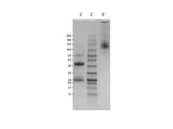 Donkey IgG Antibody
