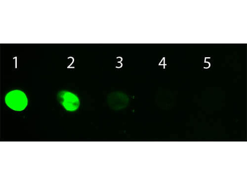 Donkey IgG Fluorescein Antibody
