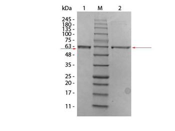 Human AKT2 (phosphatase treated) protein