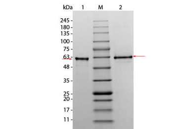 Human AKT3 (phosphatase treated) protein