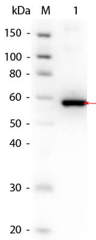 Human AKT3 (phosphatase treated) protein