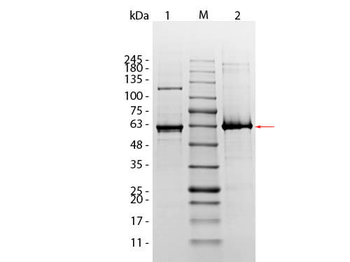 Human AKT1 (phosphatase treated) protein