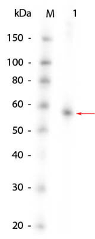 Human AKT1 (phosphatase treated) protein