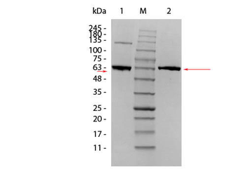 Human AKT1 protein