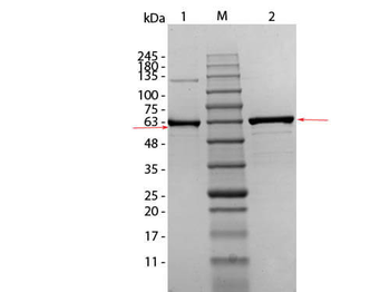 Human AKT1 mutant (phospho-T308A) protein