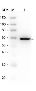 Human AKT1 mutant (phospho-T308A) protein