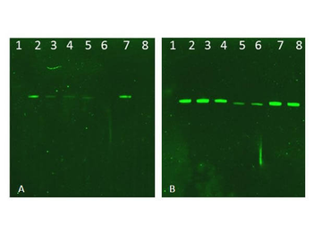 Human AKT1 mutant (phospho-T308A) protein
