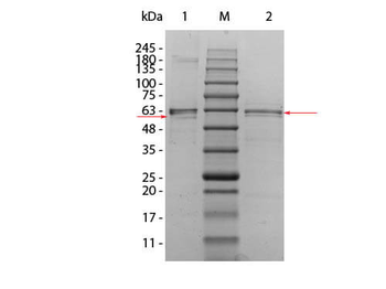 Human AKT2 protein
