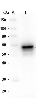 Human AKT2 protein