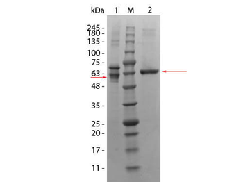 Human AKT3 protein