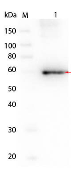 Human AKT3 protein
