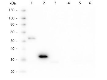 Human IgG Fc Antibody