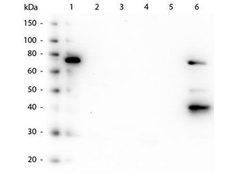 Human IgM Fc5u Antibody
