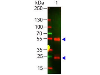 Swine IgG (H&L) Antibody