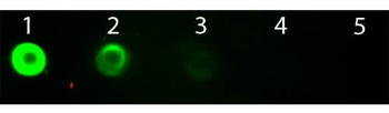 Bovine IgG F(ab')2 Antibody Fluorescein Conjugated