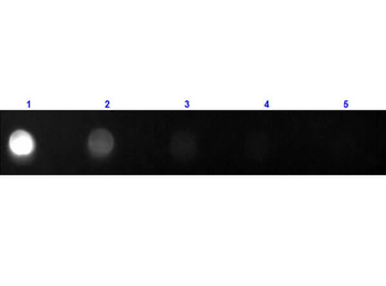 Cat IgG Fc Antibody Fluorescein Conjugated