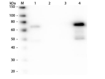 Chicken IgM (mu chain) Secondary Antibody